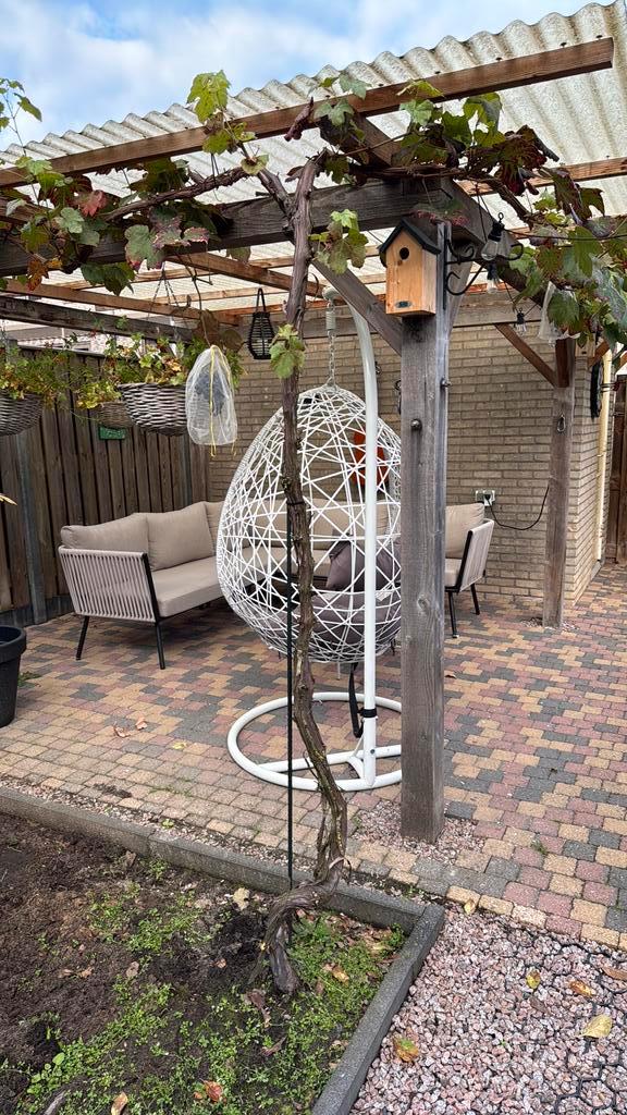 Druiven boom, Tuin en Terras, Planten | Bomen, Overige soorten, Volle zon, Ophalen