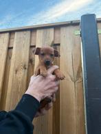 Chihuahua pups, Dieren en Toebehoren, Honden | Chihuahua's en Gezelschapshonden, Overige rassen, Meerdere dieren, Eén hond, Nederland