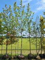 Platanus hispanica, grote Plataan boom €250,-, Tuin en Terras, Planten | Bomen, Halfschaduw, Ophalen of Verzenden, Zomer, 400 cm of meer