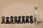 Labrador pups mogen 6 sept weg, Dieren en Toebehoren, 8 tot 15 weken, Meerdere, Nederland, Particulier