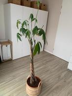 Pachira Aquatica (geldboom) zoekt nieuw thuis, Groene kamerplant, Ophalen, Halfschaduw, 150 tot 200 cm