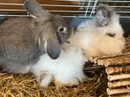2 gezellige aaibare konijnen (voedsters) zoeken nieuw huisje, Dieren en Toebehoren, Dwerg, Vrouwelijk, 0 tot 2 jaar, Hangoor
