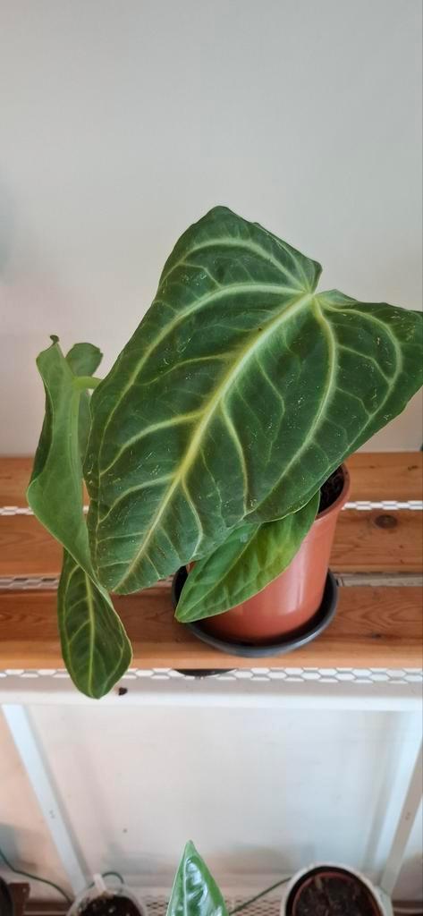 Anthurium Villenaorum, Huis en Inrichting, Kamerplanten, Overige soorten, Minder dan 100 cm, Groene kamerplant, Halfschaduw, In pot