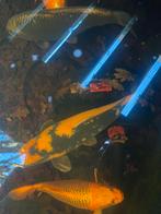 Ki-Utsuri koi, Karper of Koi