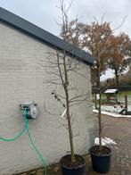 Liquidambar ., Tuin en Terras, Planten | Bomen, Ophalen, Bloeit niet, Halfschaduw, Zuilboom