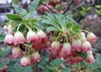 Enkianthus campanulatus      Pronkklokje, Overige soorten, Volle zon, Vaste plant, Ophalen of Verzenden