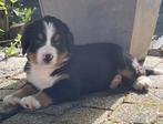 Heel mooie berner sennen pups met stamboom Gezonde foklijn !, Rabiës (hondsdolheid), Meerdere, Meerdere dieren, Nederland