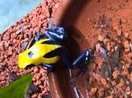 Dendrobates tinctorius citronella, Dieren en Toebehoren, Reptielen en Amfibieën, Amfibie
