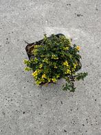 Thymus Doone Valley - Tijm, Ophalen, Bodembedekkers, Volle zon, Vaste plant