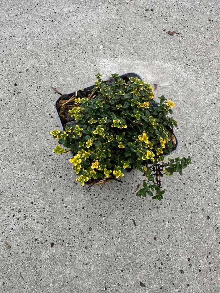 Thymus Doone Valley - Tijm, Tuin en Terras, Planten | Tuinplanten, Vaste plant, Bodembedekkers, Volle zon, Zomer, Ophalen