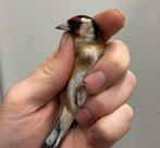 Bloemputters - carduelis carduelis, Dieren en Toebehoren, Vogels | Overige Vogels, Meerdere dieren, Wildzangvogel, Geringd