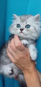 3 Prachtige Britse langhaar kittens grijs en wit, Dieren en Toebehoren, Katten en Kittens | Raskatten | Langhaar, Meerdere dieren