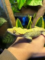 wimpergekko dame Dalmatier, Dieren en Toebehoren, Hagedis, Tam, 0 tot 2 jaar