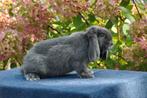 Raszuivere lieve NHD konijntje., Dieren en Toebehoren, Mannelijk, Dwerg, Hangoor, 0 tot 2 jaar