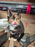 Boerderij kittens zoeken goed tehuis, Meerdere dieren, Kortharig, 0 tot 2 jaar