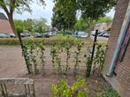 Hedera klimop, Ophalen, Bloeit niet, Klimplanten, Halfschaduw