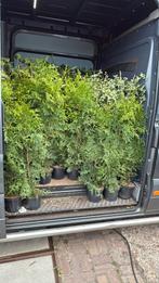 Coniferen tuja plicata laatste 250/300  potgekweekt 100cm, Ophalen, Bloeit niet, Vaste plant, Halfschaduw
