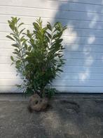 Laurier Novita 100-120 cm SUPER KWALITEIT € 6,50 per stuk., Tuin en Terras, Planten | Struiken en Hagen, Ophalen, Laurier, 100 tot 250 cm
