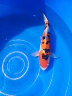 Koi / Koi Karper. Doistu sanke 38 cm., Dieren en Toebehoren, Karper of Koi