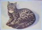voor het kind - poes - Europese korthaar - 1976 - nieuw, Verzamelen, Ansichtkaarten | Themakaarten, Verzenden, 1960 tot 1980, Ongelopen