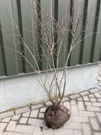 Meerstammige krentenboom, Ophalen, Struik, 100 tot 250 cm