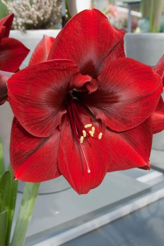 Amaryllis bol 3 stuks, Tuin en Terras, Bloembollen en Zaden, Bloembol, Gehele jaar, Halfschaduw, Ophalen of Verzenden