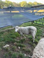 Schoonebeeker en kempische heideschapen, Dieren en Toebehoren, Schapen, Geiten en Varkens, Meerdere dieren, Schaap