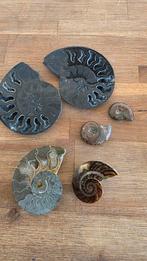 Prachtige Amoniet Set, Ophalen of Verzenden, Fossiel