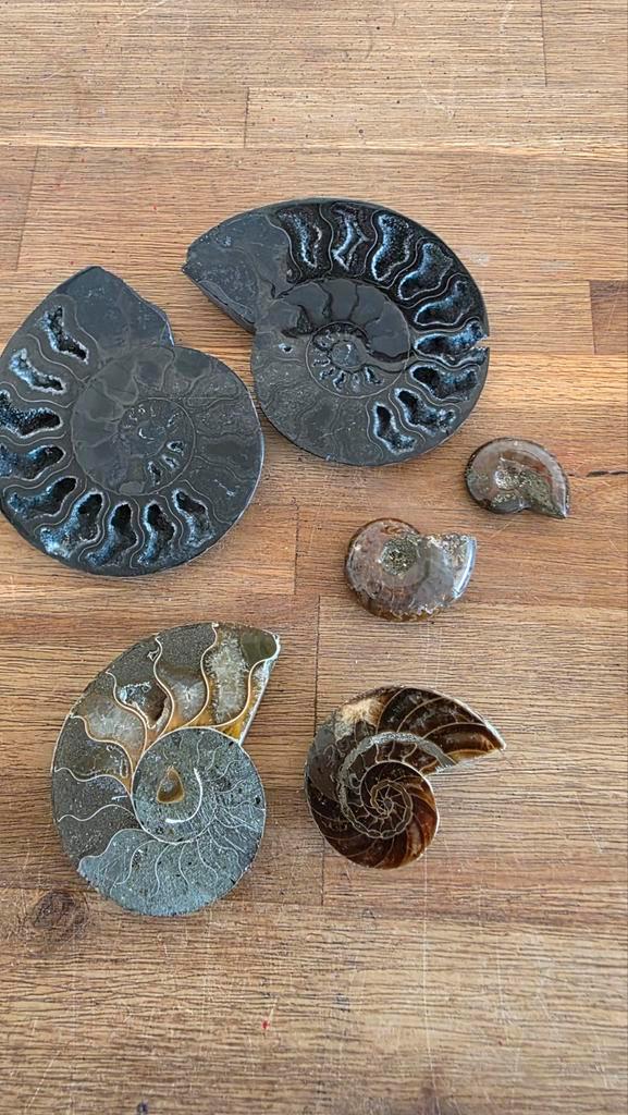 Prachtige Amoniet Set, Verzamelen, Mineralen en Fossielen, Fossiel, Ophalen of Verzenden