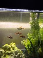 Visjes voor aquarium, Dieren en Toebehoren, Ophalen of Verzenden, Zo goed als nieuw, Overige typen