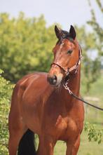 Mooie en gezonde dravers!, Dieren en Toebehoren, Paarden, Meerdere dieren, Recreatiepaard, Gechipt, 0 tot 2 jaar