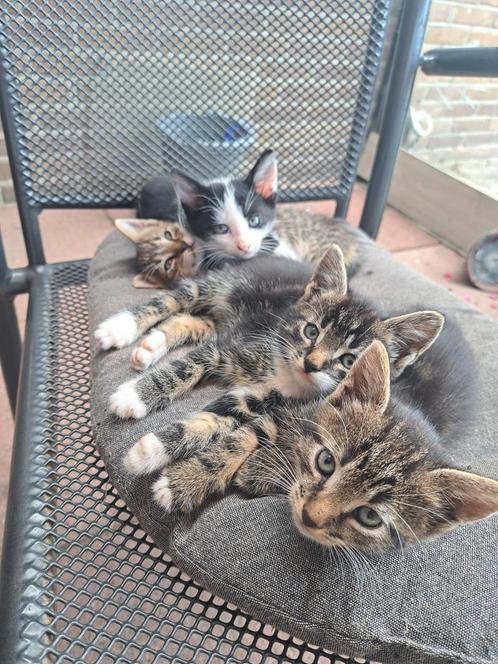Boerderij katjes te koop, Dieren en Toebehoren, Katten en Kittens | Overige Katten, Meerdere dieren