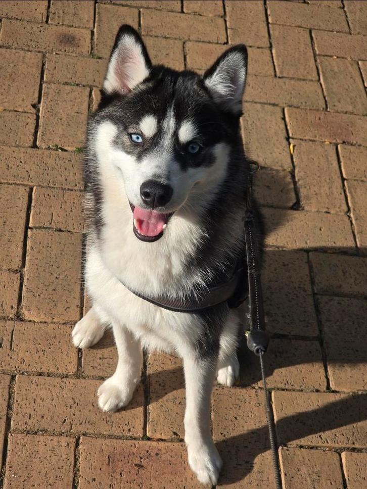 Pomsky Ukkie zoekt een liefdevol huis met een tuin, Dieren en Toebehoren, Honden | Poolhonden, Keeshonden en Oertypen, Reu, Particulier