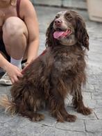 ACE: Jara is makkelijk in de omgang, Dieren en Toebehoren, 6 jaar of ouder, Particulier, Rabiës (hondsdolheid), Buitenland