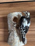 Opgezette Bonte Specht met berkenstam, Ophalen of Verzenden, Zo goed als nieuw