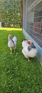 Te koop wyandotte kriel, Dieren en Toebehoren, Vrouwelijk, Kip
