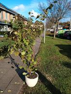 Hazelnootboom zonder pot, Tuin en Terras, Ophalen