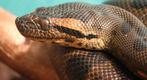 Eunectes murinus, groene anaconda, Dieren en Toebehoren, Slang