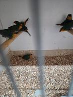 Roodkop papegaai amadines zeegroen, Dieren en Toebehoren, Vogels | Overige Vogels, Meerdere dieren, Tropenvogel