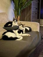 Katers, Dieren en Toebehoren, Katten en Kittens | Raskatten | Korthaar, Kater, Gechipt, 0 tot 2 jaar