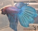 Betta man 7, Dieren en Toebehoren, Vissen | Aquariumvissen, Vis