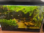 Te koop compleet aquarium, Ophalen of Verzenden, Zo goed als nieuw, Verlichting of Verwarming