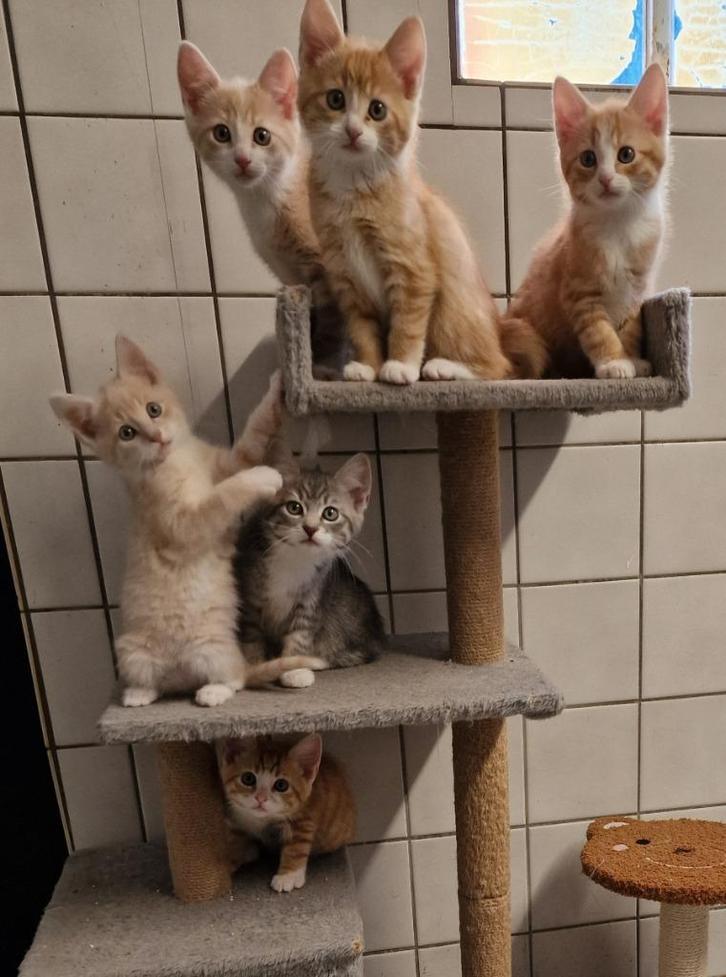 Wervelend nestje Noorse Boskat-kittens zoekt gouden mandjes, Dieren en Toebehoren, Katten en Kittens | Raskatten | Langhaar, Meerdere dieren