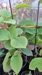Kiwi planten Actinidia deliciosa, Ophalen of Verzenden, Minder dan 100 cm, Overige soorten, Zomer