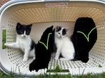 Zeer sociale boerderij kittens, Meerdere dieren, Kortharig, 0 tot 2 jaar