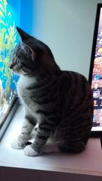 gezocht kitten(vrouwtje), Dieren en Toebehoren, Poes, 0 tot 2 jaar