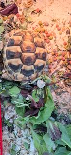 Griekse landschildpad 2024, Dieren en Toebehoren, Reptielen en Amfibieën