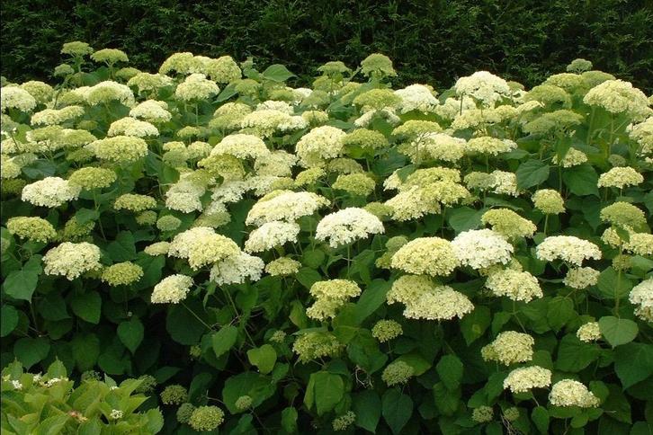 Hortensia's, verschillende soorten, Tuin en Terras, Planten | Struiken en Hagen, Struik, Hortensia, Minder dan 100 cm, Ophalen