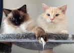 Twee heel lieve Ragdoll katten, Dieren en Toebehoren, Katten en Kittens | Raskatten | Langhaar, Kater, Gechipt, 6 jaar of ouder