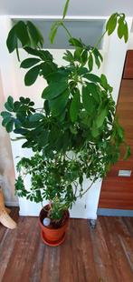 Grote Schefflera (Vingerboom) met Terracotta Pot - 220cm, Ophalen, 200 cm of meer, Overige soorten, In pot
